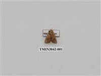 藏品(夜蛾721)的圖片